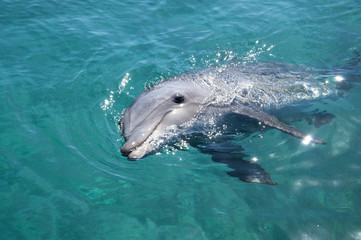 Dolphin Reef