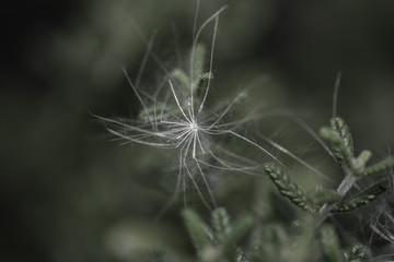 Dandelion