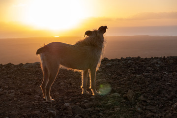 puppy dog watching the sunset