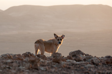 puppy dog on a mountain top