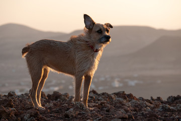 puppy dog on a mountain top