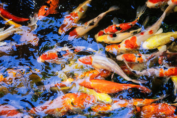 Obraz na płótnie Canvas Colourful Koi Carp Fishes moving in pond with shadow and light reflection