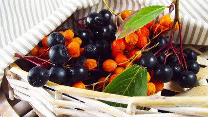 Red and black Rowan in a wicker basket.