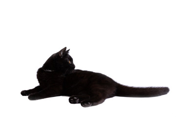 Naklejka premium Adorable black cat isolated on white background