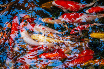 Colourful Koi Carp Fishes moving in pond with shadow and light reflection