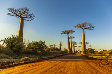 The famous Avenue of the Baobabs in Madagascar