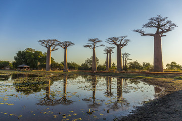 The famous Avenue of the Baobabs in Madagascar
