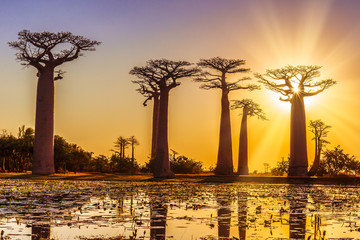Avenue of the baobabs with an amazing sunset
