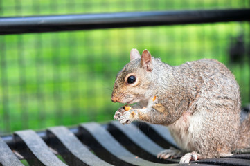 Closeup portrait of an eastern gray squirrel eating a peanut