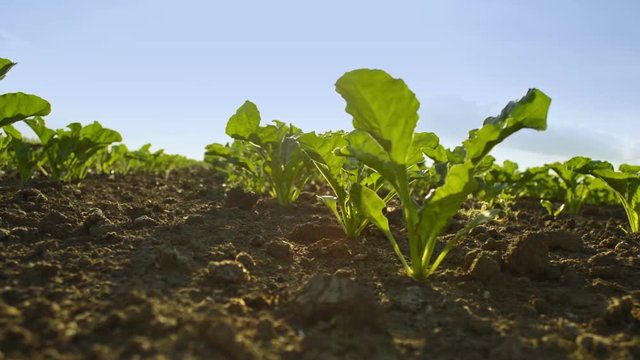 Sugar beet in spring day, agricultural concept.