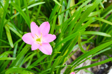 Pink flowers are small, beautiful colors. Green grass background