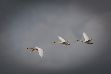 Three swans flying