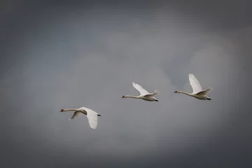 Foto op Aluminium Three swans flying © Nathan P Taylor