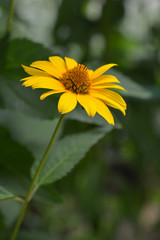 False sunflower Dauer Gold