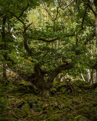 Fototapeta na wymiar Ancient tree with twisting branches