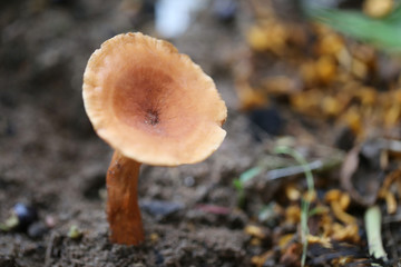 Fresh death of brown poisonous mushroom on ground.