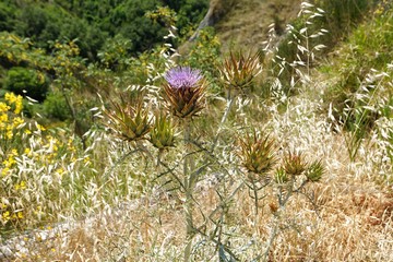 Italien - Toskana - Chiusure Wanderweg zum Kloster Monte Oliveto Maggiore