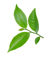 Naklejka na ściany i meble green tea leaf isolated on white background