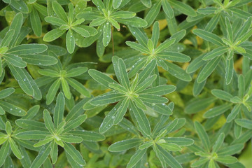 Green leaves on a bush after a light rain.