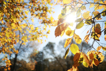 Autumn background in the park