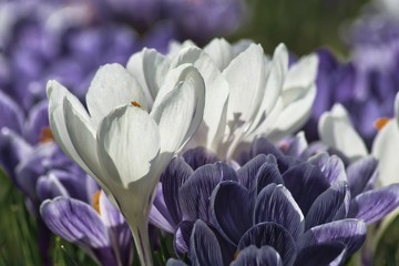 białe i fioletowe krokusy białe i fioletowe,  cień słupka kwiatowego, na rozmytym tle inne...