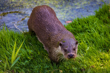 European Otter in Lelystad (Holland)