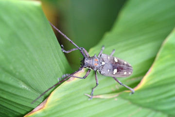 Batocera or Dorysthenes (Lophosternus)bugueti Guerin of Tropical insects.