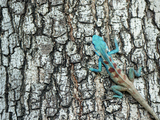 Blue lizard (lacerta viridis)  on bark tree
