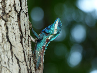 Blue lizard (lacerta viridis)  on bark tree