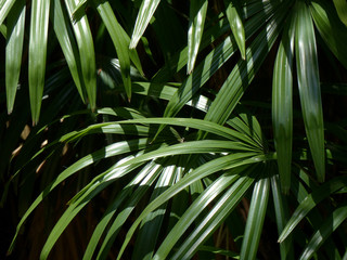 leaves green ( palm leaf )