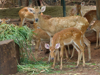 antelope in zoo thailand
