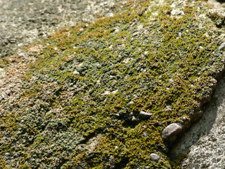 closeup moss on stone in nature