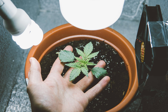 equipment for growing marijuana in growbox indoor.