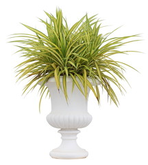 Variegated grass pandanus plant in white urn pot container isolated on white background for formal European style garden