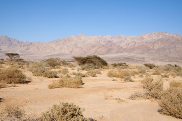 Ein Evrona, Eilat desert
