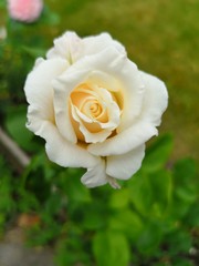 Elegant White Rose