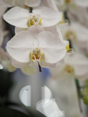 white orcid flower