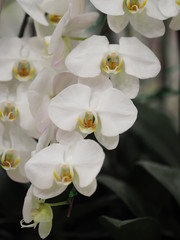 Obraz na płótnie Canvas white orcid flower