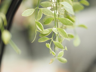 green tree nature