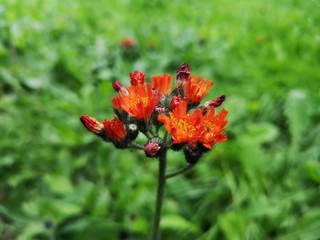 Orange Weed Flower
