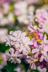 Beautiful pink flowers.