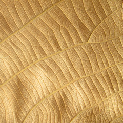 dry brown leaf texture