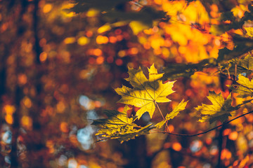Yellow maple foliage