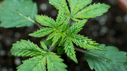 Growing medical marijuana indoor super close-up . How to Grow Marijuana Indoors concept