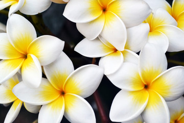 Fototapeta premium flowers frangipani plumeria