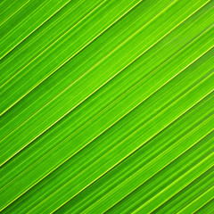 Lines and textures of Green Palm leaves