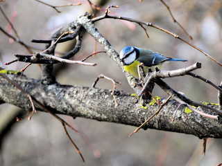 Blaumeise