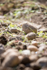 Reife, saftige Kartoffel auf geerntetem Kartoffelfeld 