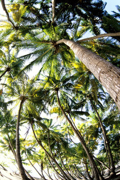 palme da cocco prodotto tipico atollo di felid&ugrave; oceano indiano maldive