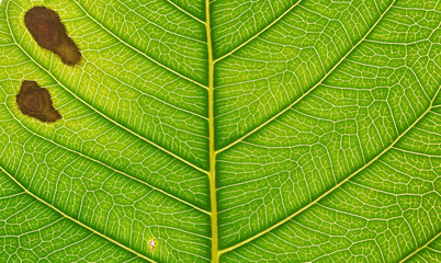 close-up green bodhi leaves